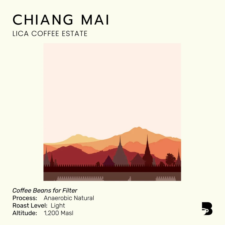 Light roast coffee beans - Chiang Mai Lica Coffee Estate